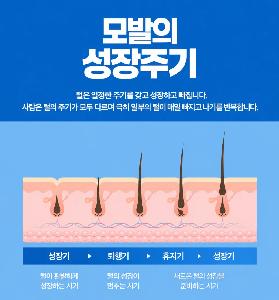 모발의 성장주기 그림: 성장기, 퇴행기, 휴지기를 거쳐 다시 성장기로