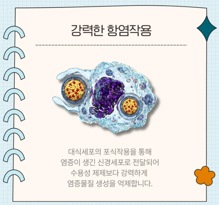강력한 항염작용 카드: 대식세포의 포식작용을 통해 염증이 생긴 신경세포로 전달되어 수용성 제제보다 강력하게 염증물질 생성을 억제합니다