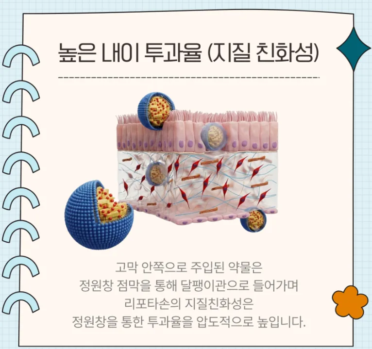 높은 내이 투과율 카드: 고막 안쪽으로 주입된 약물은 정원창 점막을 통해 달팽이관으로 들어가며, 리포타손의 지질친화성은 정원창을 통한 투과율을 압도적으로 높입니다